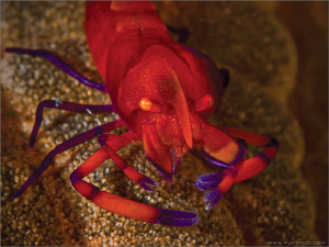 Emperor partner shrimp
Lembeh by Aleksandr Marinicev 